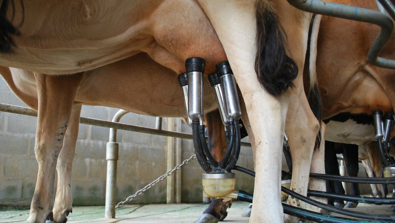 Aquisição de leite cresce 12,1% ante 2º trimestre Foto: Divulgação
