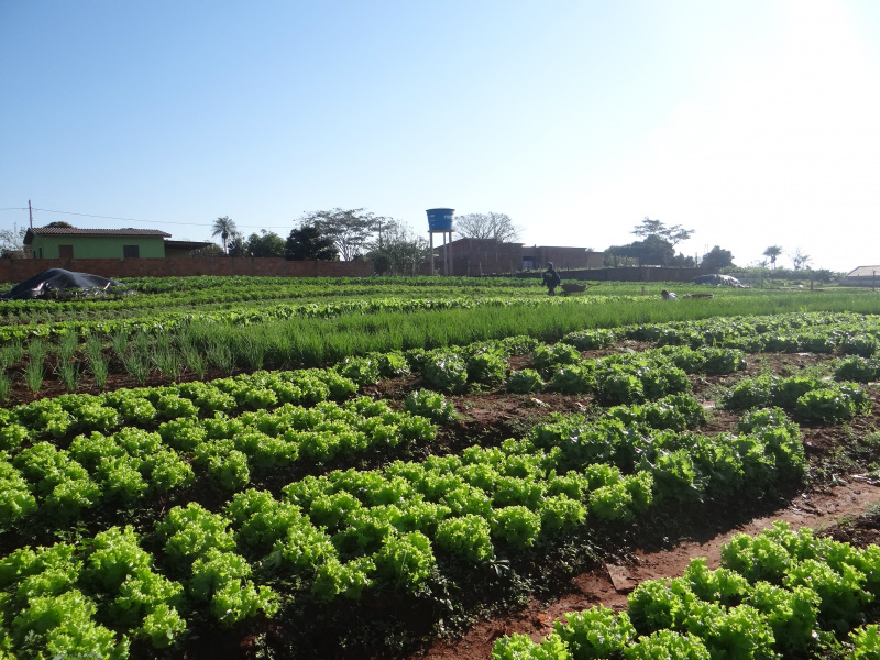 Dia do Comerciante: histórias de ontem e de hoje em Amambai Um diferencial é a venda de verduras que são plantadas na horta do casal.