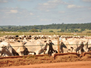 Fazendas foram fechadas para investigação de irregularidades como quantidade do rebanho superior à encontrada no pasto. (Foto: João Garrigó)