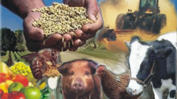 CNA apura custos de produção de grãos, pecuária de corte e cacau CNA apura custos de produção de grãos, pecuária de corte e cacau