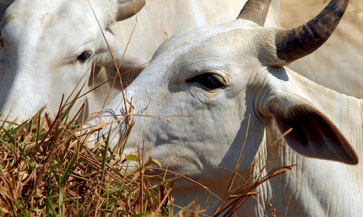 MJ leiloa 434 cabeças de gado usado para lavagem de dinheiro © Arquivo/Agência Brasil