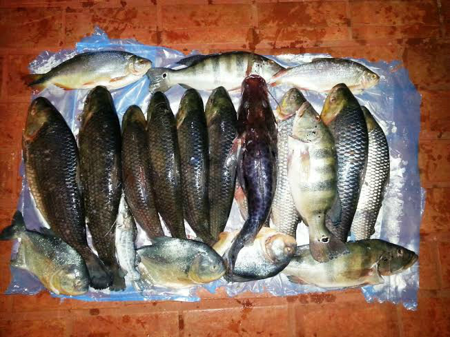 PMA e PRF prendem cinco paulistas com 138 kg de pescado capturado ilegalmente