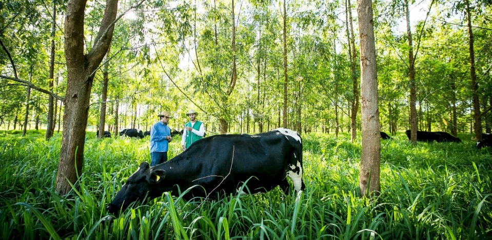 Financiamentos do Plano ABC superam R$ 1 bilhão Recuperação de pastagens degradadas, integração lavoura-pecuária-floresta estão entre os segmentos mais demandados - Foto: Bento Viana/Senar/CNA