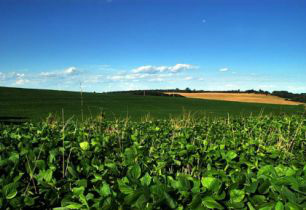 Soja brasileira valoriza mais de 12% em março
