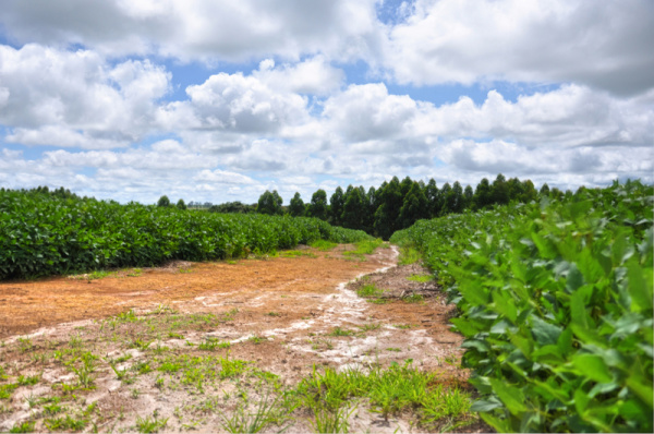 Primeiras chuvas fazem pequena parcela dos produtores iniciarem plantio em MS