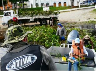 Camalotes do rio Paraguai podem produzir bioenergia