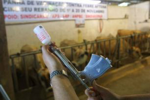 Iagro inicia vacinação contra aftosa em regiões de risco no Estado Iagro inicia vacinação contra aftosa em regiões de risco no Estado