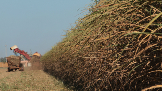 Aumenta a produtividade média da cana-de-açúcar na safra atual