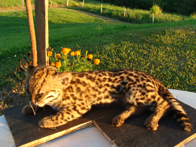 Filhote de Jaguatirica morto já foi taxidermizado por alunos do curso da PMA