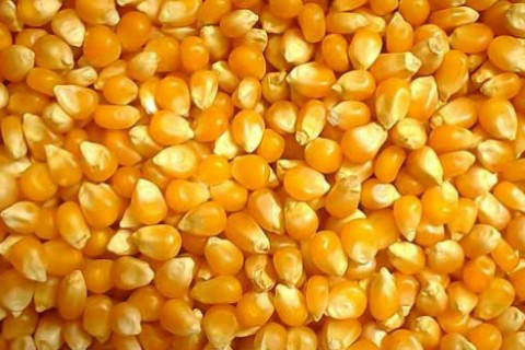 Mercado conta com 478 opções de cultivares de milho, informa Embrapa Foto: CNA