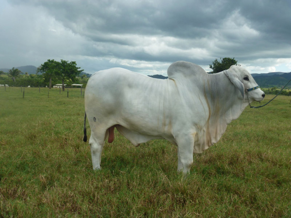 Raça genuinamente brasileira, Tabapuã é considerada maior conquista zootécnica