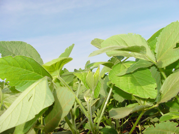 Nova variedade de soja super precoce