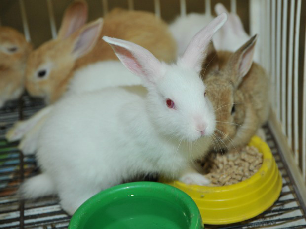 Coelhos exigem alimentação e cuidados especiais (Foto: Miguel Palacios/G1 MS)