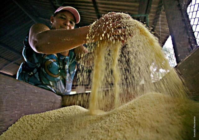 Livro aponta soluções para a mandiocultura no Pará A farinha de mesa é o principal produto à base de mandioca produzido no ParáFoto: Divulgação