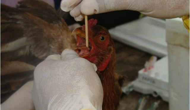 Coreia do Sul aciona alerta máximo para gripe aviária pela primeira vez Foto: Divulgação