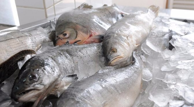 Nova Instrução Normativa do Ministério da Agricultura visa fornecer parâmetros técnicos e laboratoriais para o controle de qualidade e inocuidade do peixe congelado. Foto: Divulgação Mapa