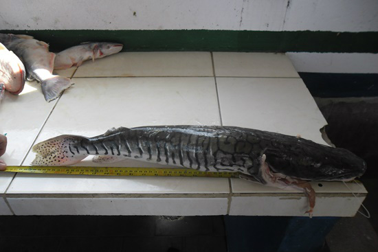 PMA autua 7 e apreende 239 kg de pescado em um mês da Operação Piracema