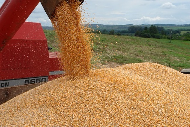 Safra 2018: Recursos para o agronegócio neste ano ultrapassam os R$ 2 bilhões Colheita do milho - Foto: Divulgação