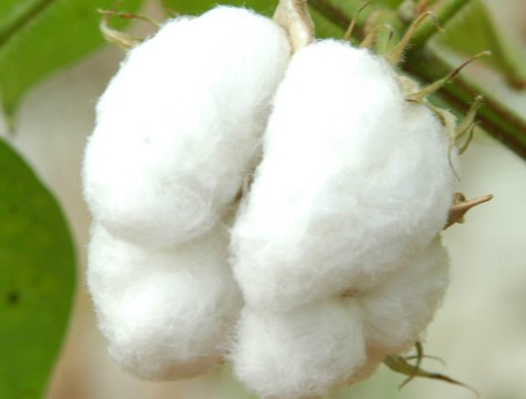 Para especialistas, nova lei agrícola dos EUA pode prejudicar algodão brasileiro