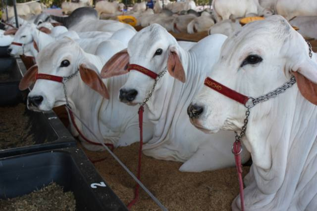 Brasil poderá comercializar material genético e animais vivos para Myanmar