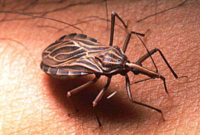 Brasil dobrará produção de medicamento para tratar doença de Chagas