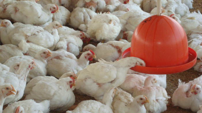 Criação de frango caipira se destaca pelo bom retorno financeiro Criação de frango caipira se destaca pelo bom retorno financeiro