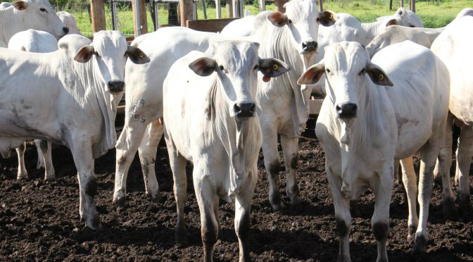 Governo aposta no ‘Precoce MS’ para atrair mercado com carne diferenciada Foto: Divulgação