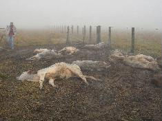 Sobe para 1,2 mil mortes de gado no Mato Grosso do Sul Sobe para 1,2 mil mortes de gado no Mato Grosso do Sul