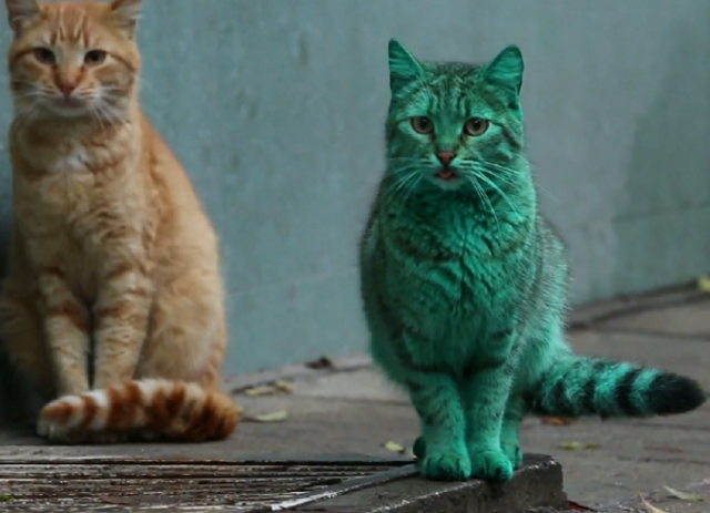 Mutante ou alienígena? Conheça o curioso caso do gato “Hulk”