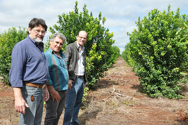 O secretário municipal de Agricultura, Josué de Barros, o produtor Genézio Barnosa e o prefeito municipal Sérgio Barbosa durante visita a um erval no município / Foto: Assessoria