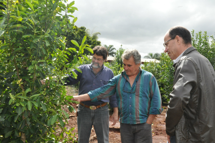 Em Mato Grosso do Sul, o consumo da erva mate está difundido com a cultura local / Foto: Assessoria
