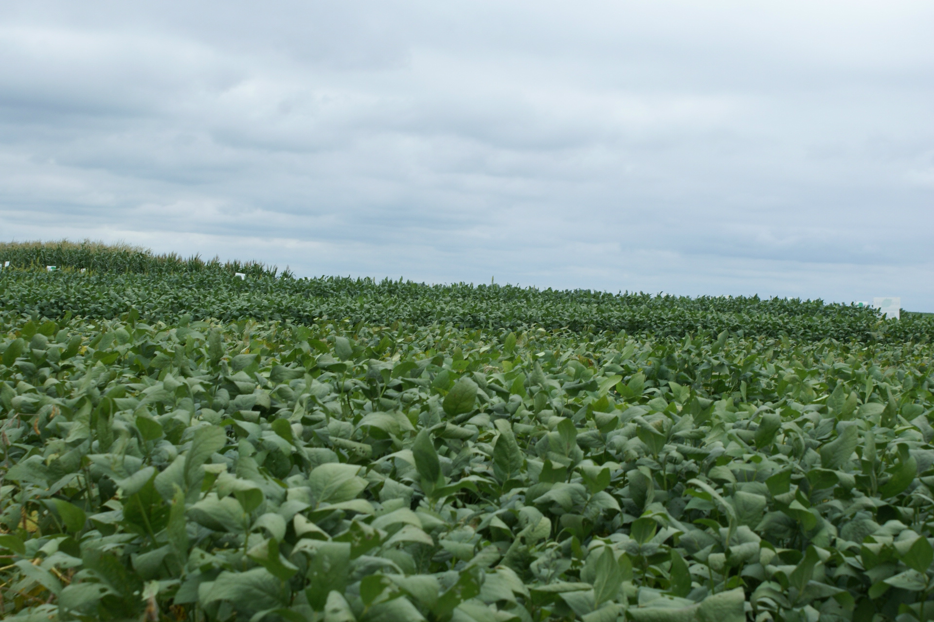 A tecnologia é a base do desenvolvimento também da agricultura.