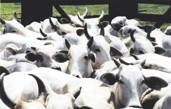 Fazenda publica Valor Real Pesquisado do gado bovino, bubalino e suíno Fazenda publica Valor Real Pesquisado do gado bovino, bubalino e suíno