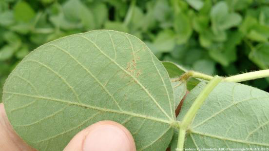 Período de plantio aumenta incidência de ferrugem asiática na soja Foto: Divulgação