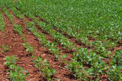 Fundação MS realiza curso sobre técnicas de fertilidade do solo Foto: Assessoria de Imprensa Sistema Famasul