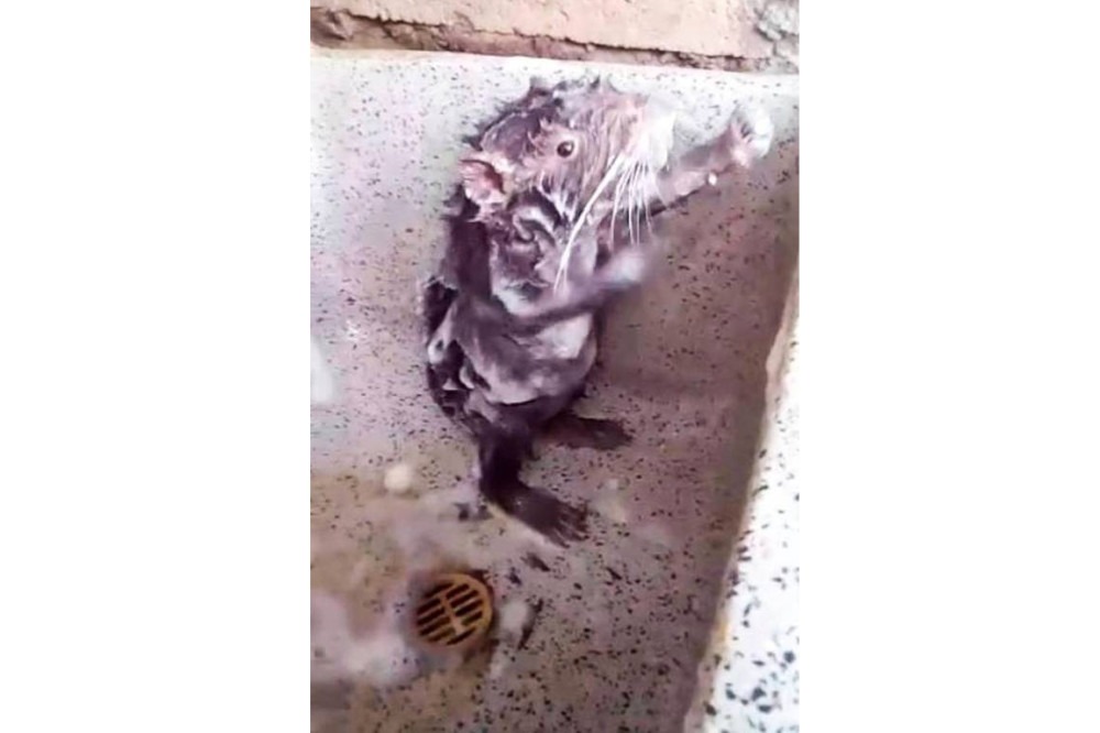 A cruel realidade por trás do vídeo do rato tomando banho (YouTube/Reprodução)