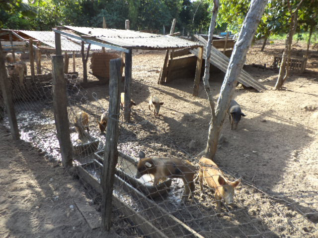 PMA autua funcionário dono de suinocultura em R$ 2 mil e paralisa as atividades