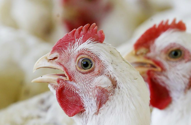Alerta: número de aves sacrificadas no Japão já chega a quase 1 milhão O total de aves abatidas por decisão do governo se eleva agora a 972,7 mil Foto: Divulgação