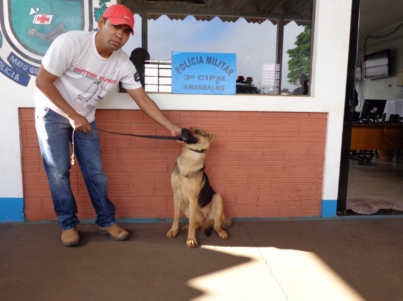 Polícia Militar aguarda dono para reconhecimento de cão encontrado