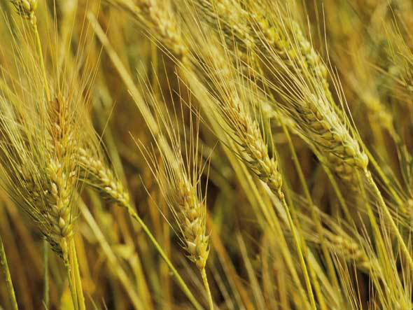 CNA espera recuperação das perdas da safra somente em 2013