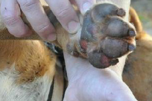 PMA autua em R$ 1 mil idosa que matou cachorro em Ivinhema