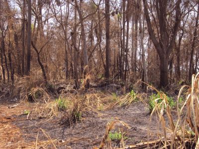 PMA autua Usina sulcro-alcooleira de Maracaju em R$ 12 mil por incêndio