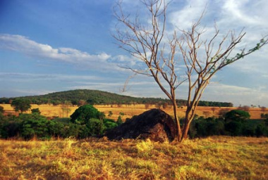 Decreto institui plano para controlar desmatamentos no Cerrado Decreto institui plano para controlar desmatamentos no Cerrado