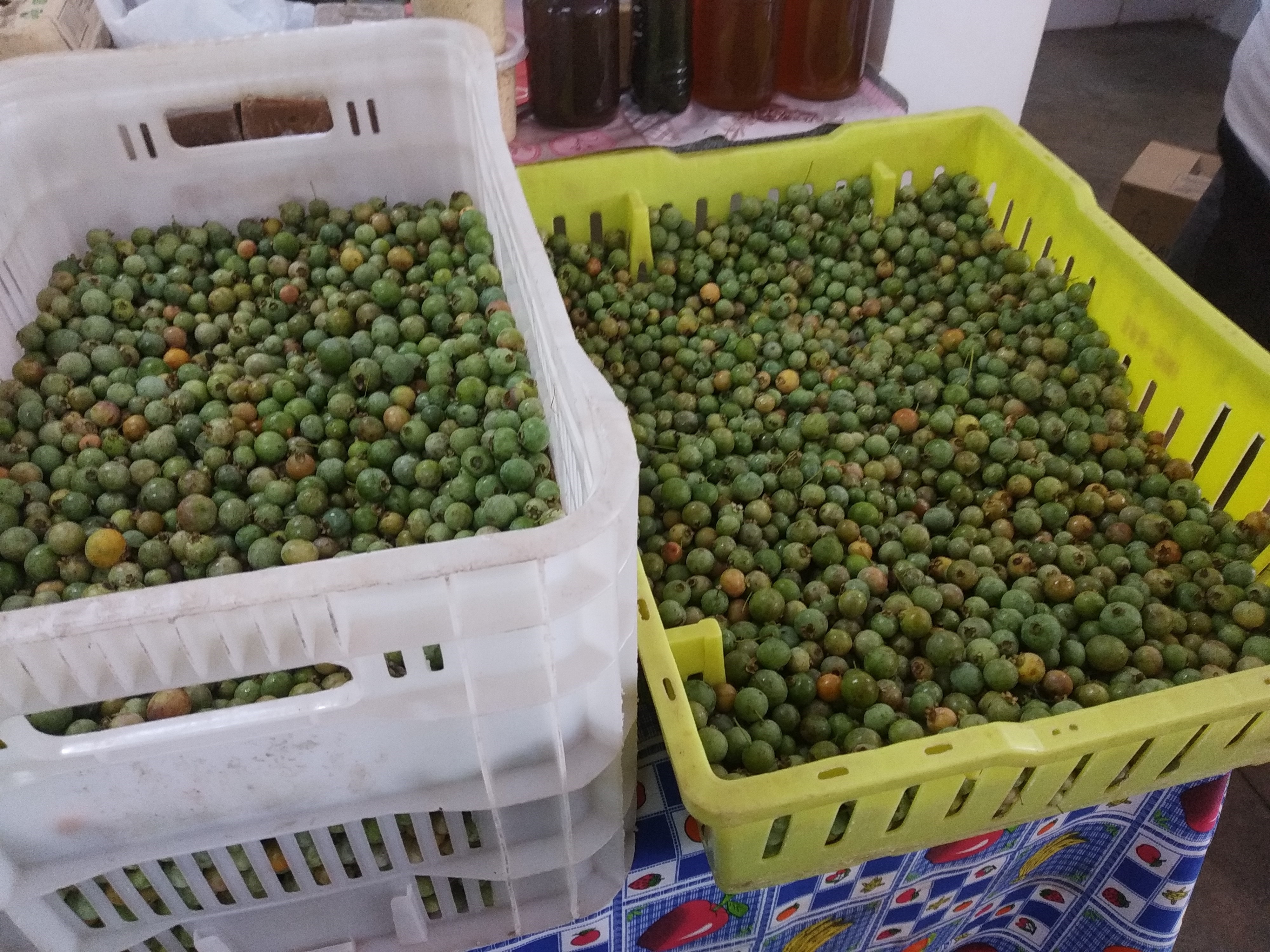 Guavira Comerciante do Mercado Municipal de Amambai oferece a venda da fruta / Foto: Moreira Produções