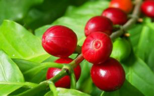 Esses grãos estão conseguindo ágios expressivos e têm sido comercializados por valores cerca de três vezes superiores aos preços de mercado nos leilões