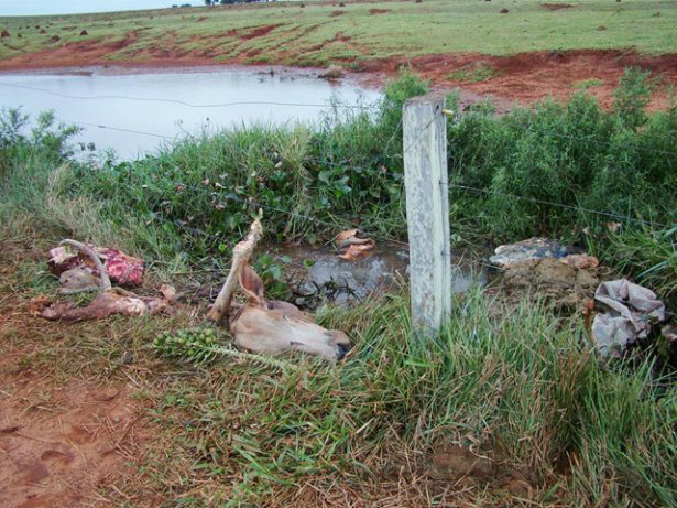 Produtores denunciam abates clandestinos de animais em áreas próximas a invasão