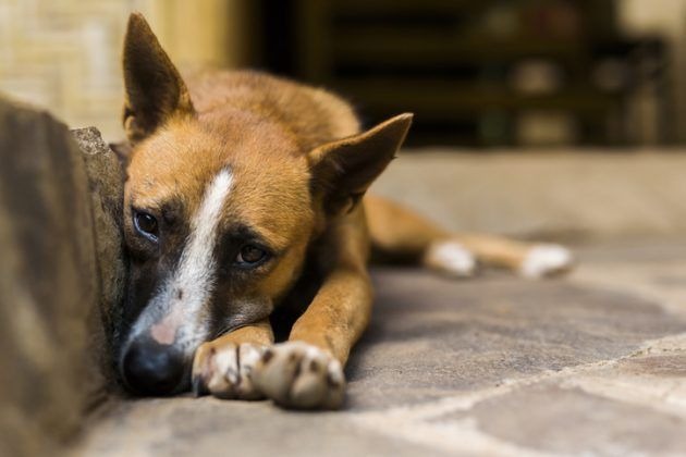Senado deve votar projeto que proíbe sacrifício de animais de rua Senado deve votar projeto que proíbe sacrifício de animais de rua