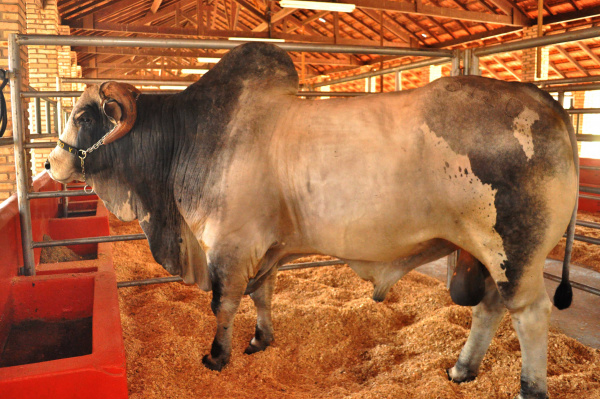 Organizadores da Expogenética buscam repetir sucesso de 2011