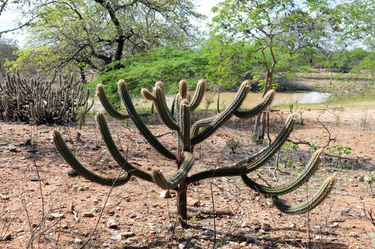 Projeto prevê restauração de áreas desertificadas no Brasil