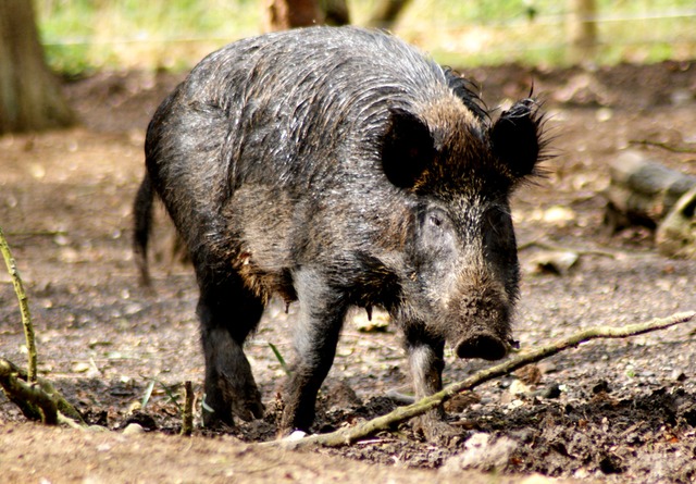 Ameaça a lavouras: caça do Javali é liberada, com critérios em MS Foto: reprodução/web